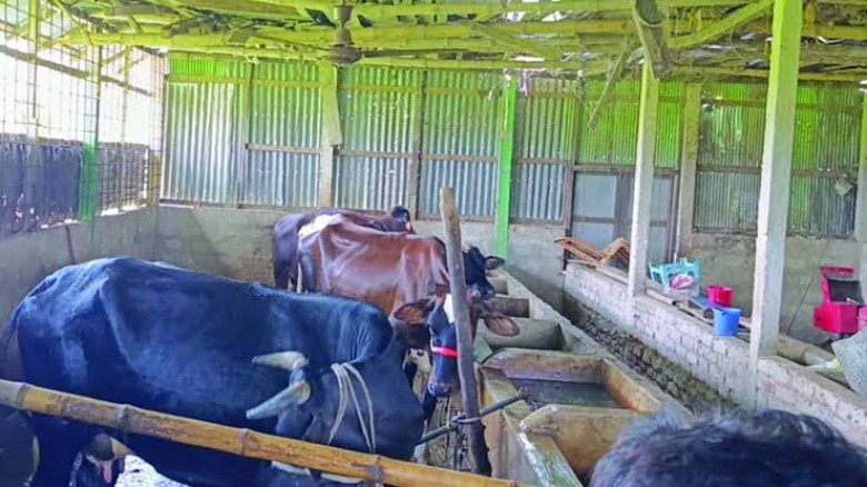 পিস্তল ঠেকিয়ে এতিমখানার ১২ গরু ডাকাতি, আহত ৮