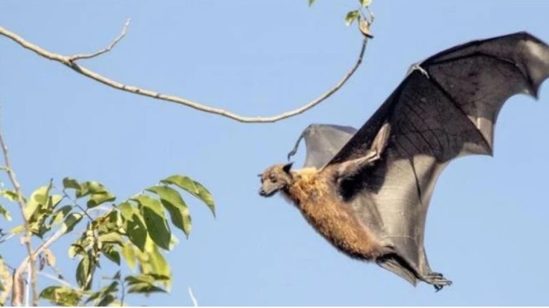 বাংলাদেশে বাদুড় থেকে ছড়াচ্ছে নতুন ‘রিওভাইরাস’: মস্তিষ্কে প্রদাহ ও শ্বাসকষ্ট